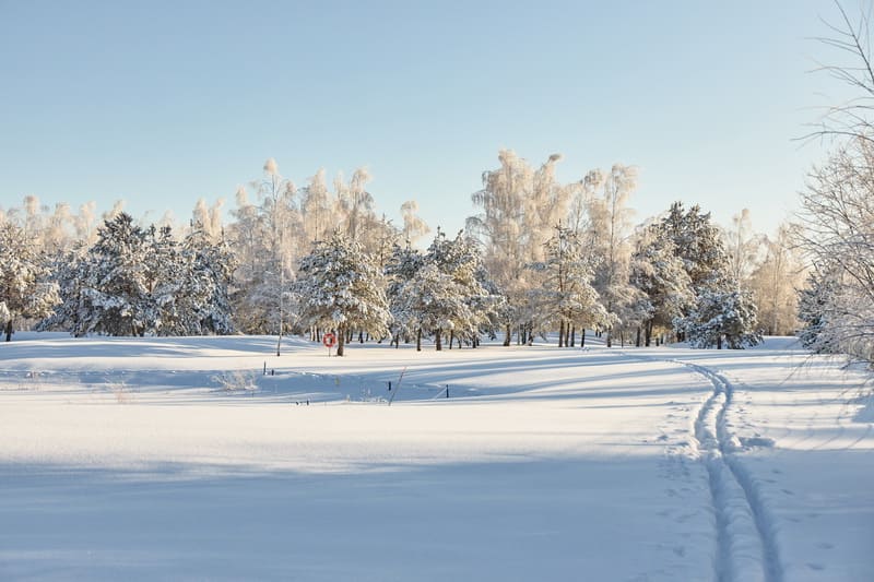 Бесплатная Лыжня в Зелёной Гавани 2