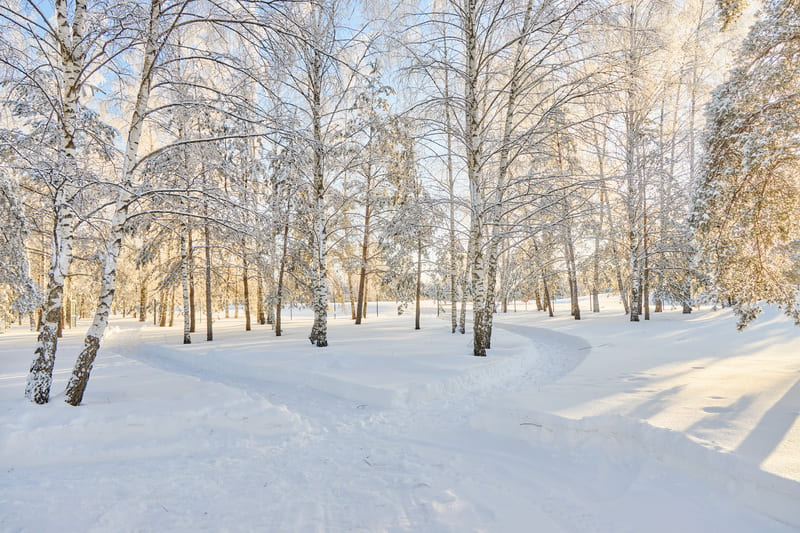 Бесплатная Лыжня в Зелёной Гавани 1