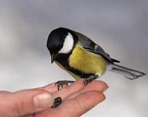 Журавль в небе или синица в руках? Строящийся объект или готовый?